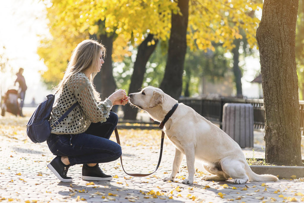 A young blonde crouched next to her pet Labrador for a walk in the park in the fall. - Photo, Image