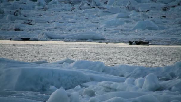 Ισλανδία, Λιμνοθάλασσα Γιόκουλσάρλον, όμορφο τοπίο κρύο εικόνα Ισλανδικό παγετώνα λιμνοθάλασσα στον κόλπο. Παγόβουνα στο κρυσταλλικό Λιμνοθάλασσα Γιόκουλσάρλον. Εθνικού πάρκου Vatnajokull, Νοτιοανατολική Ισλανδία, Ευρώπη.  - Πλάνα, βίντεο