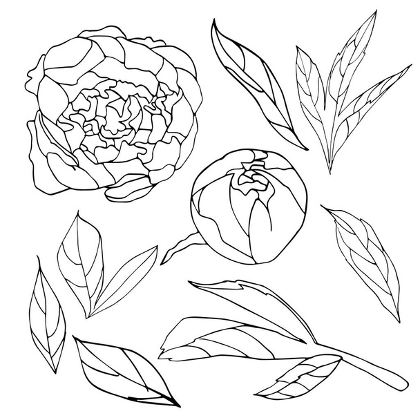 Peony flower sketch - Vecteur, image