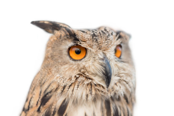 Royal owl on white isolated background. - 写真・画像
