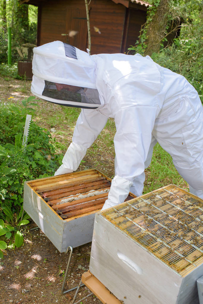 Beekeeper working on hive - Fotoğraf, Görsel