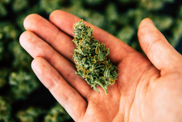 рукою людини макросів каннабіса бур'янів марихуани квіти з волосків бутонів каннабіса - Фото, зображення