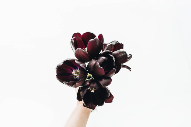 白い背景の黒いチューリップの花の花束を持つ女性の手。フラット横たわっていた、トップ ビュー. - 写真・画像