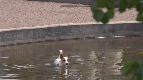 Rothaariger kleiner Hund kletterte frierend aus kühlem Wasser in den Pool - Filmmaterial, Video