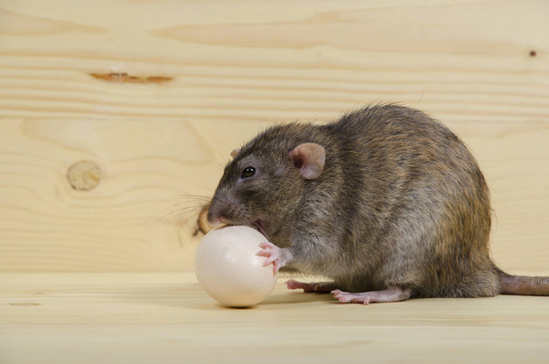 Una rata come un huevo de gallina en una mesa de madera
. - Foto, Imagen