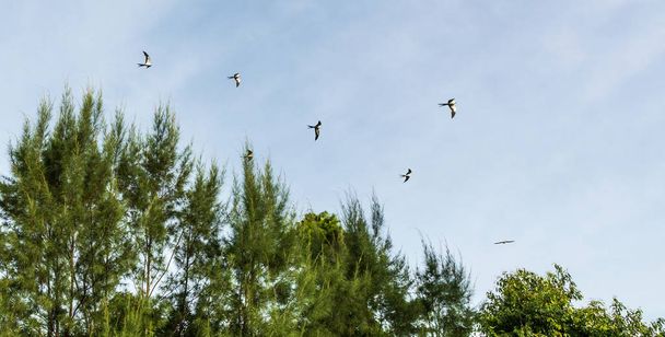 Bodzieniec latawce stada w sosen Naples, Florida, jak przygotować się do migracji południe. - Zdjęcie, obraz
