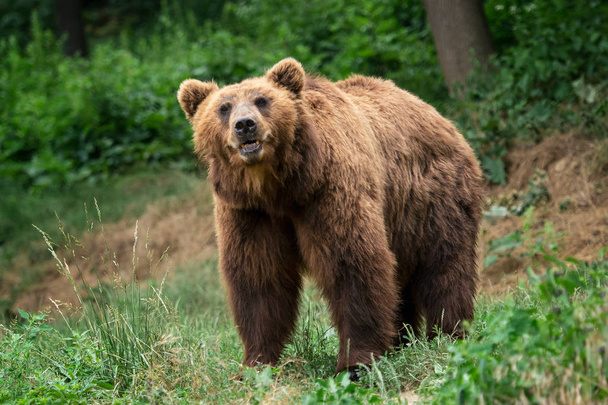 Kamchatka Brown bear (Ursus arctos beringianus). Brown fur coat, danger and aggresive animal. Big mammal from Russia. - Photo, Image