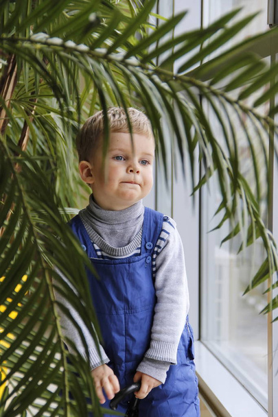 Baby in a blue jumpsuit behind a Palm tree near the window. - Fotó, kép