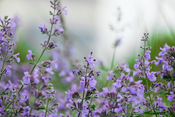 Küçük boyutta flowerbed üzerinde mor çiçekler - Fotoğraf, Görsel