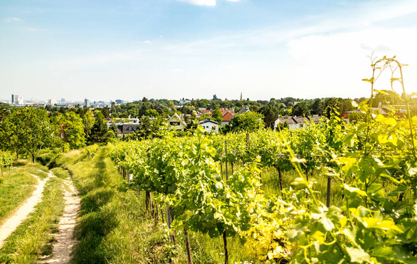 Wijngaarden van de stad van Wenen - Foto, afbeelding