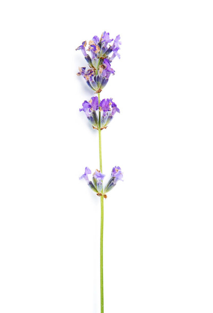 Beautiful blooming lavender flower on white background - Photo, Image