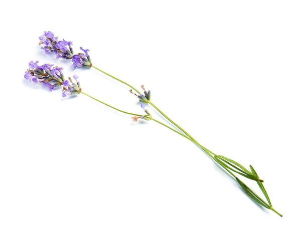 Beautiful blooming lavender flowers on white background - Fotoğraf, Görsel