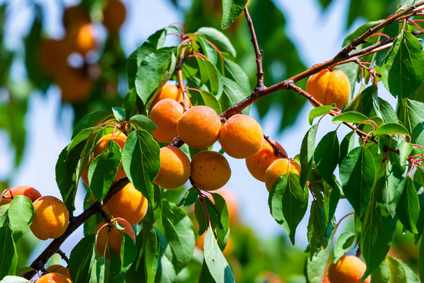 Kypsät aprikoosit puun oksalla puutarhassa
 - Valokuva, kuva
