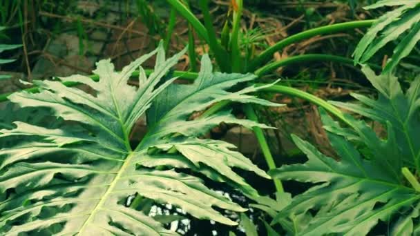 palmtak plant in tropisch klimaat. natte sfeer in het regenwoud. - Video