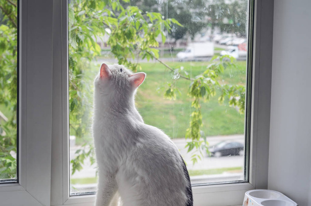 Άσπρη γάτα κοιτάζω έξω από το παράθυρο σε μια καλοκαιρινή βροχή, θέα από το πίσω μέρος - Φωτογραφία, εικόνα