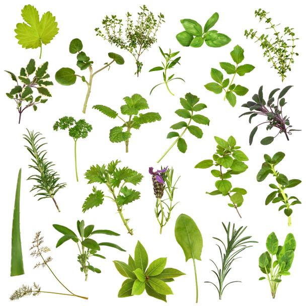 Large Herb Leaf Selection - Photo, Image