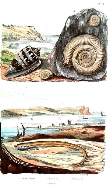 Ancient illustrations from the encyclopedia. - Photo, Image