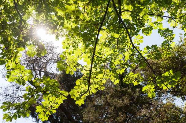 Groene bladeren van bomen in de su - Foto, afbeelding