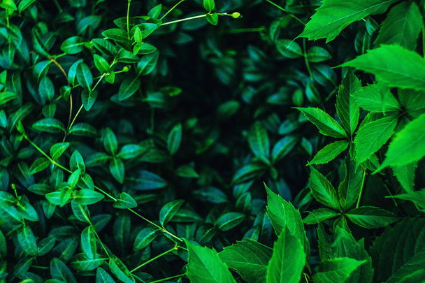 Fresh Green plants background - Photo, Image