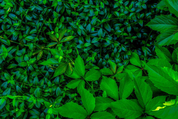Fresh Green plants background - Fotó, kép