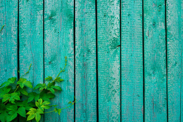 Старые доски и зеленые листья фона
 - Фото, изображение