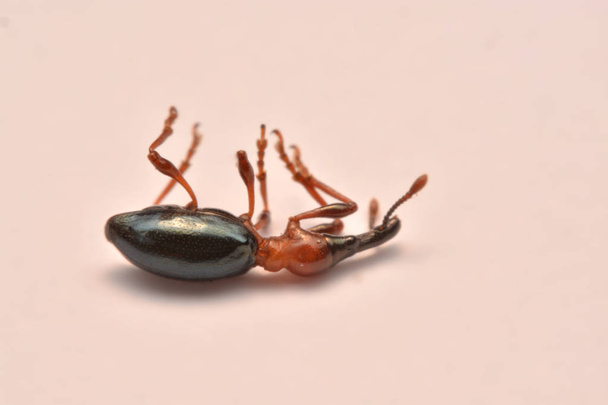 Side view of an Acorn weevil, Curculio glandium, weevil Small beetle. - Photo, Image