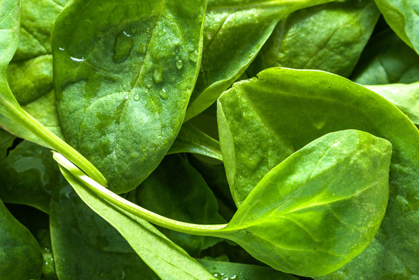 Fresh spinach background, leafy vegetables, green organic food and vegan dieting concept - Fotografie, Obrázek