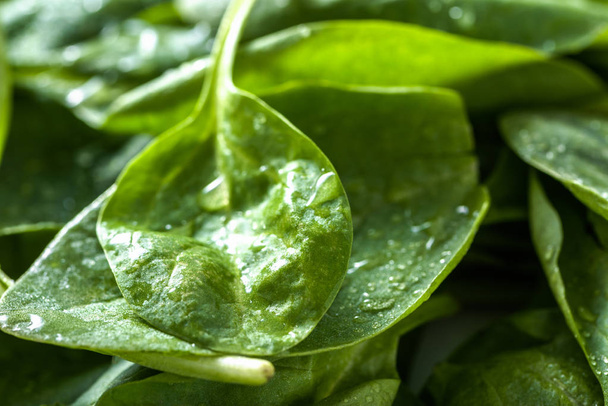 Fresh green spinach, background with leaves, vegetable diet and Healthy food concept - Foto, Imagem