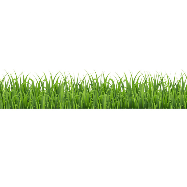 Green Grass Border απομονωμένο λευκό φόντο, εικονογράφηση διάνυσμα - Διάνυσμα, εικόνα