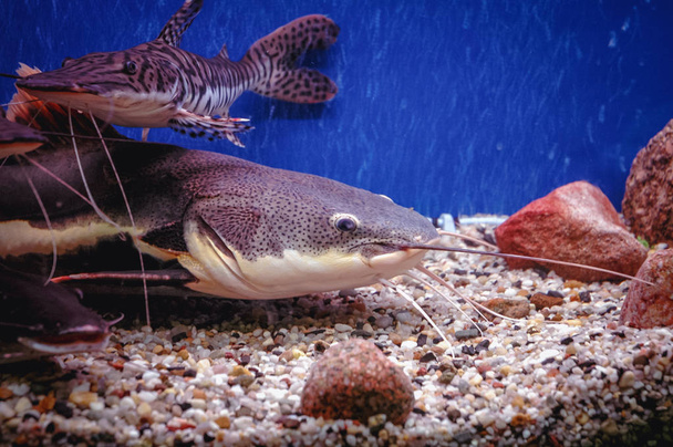 Pesci gatto sorubino e coda rossa sbarrati in una vasca di pesce
 - Foto, immagini