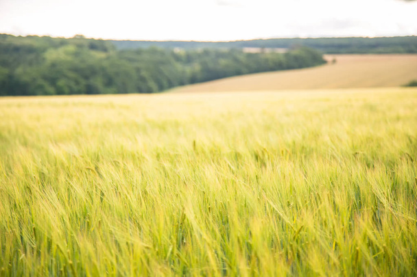 green wheat farming a - Foto, Bild