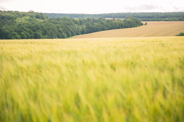 green wheat farming a - Zdjęcie, obraz