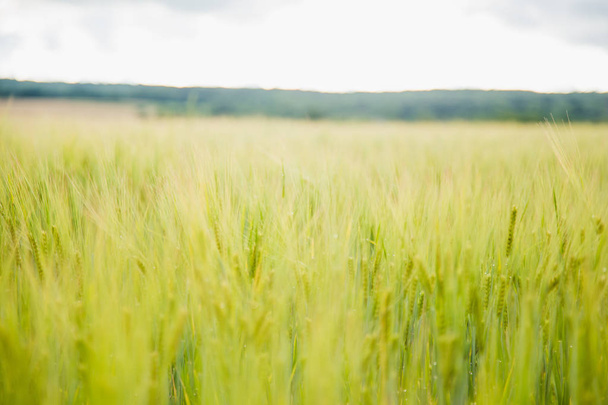 green wheat farming a - 写真・画像