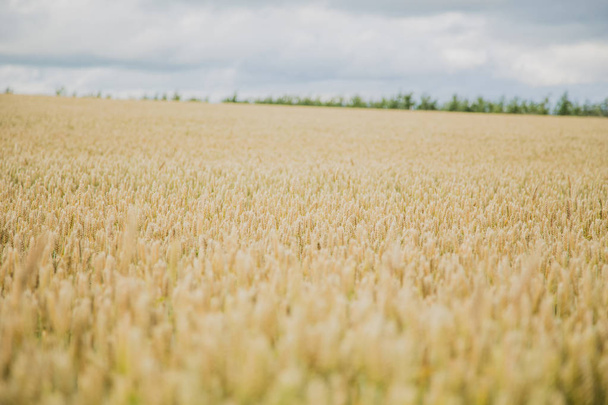 Background with wheat on the field - Foto, Imagen