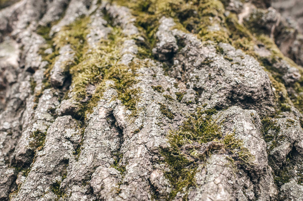 Tree bark texture background close up photo. - Fotó, kép