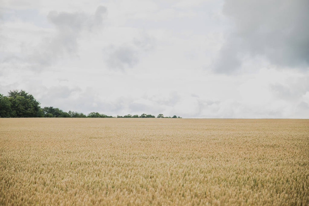 Pozadí s pšenice na hřišti - Fotografie, Obrázek