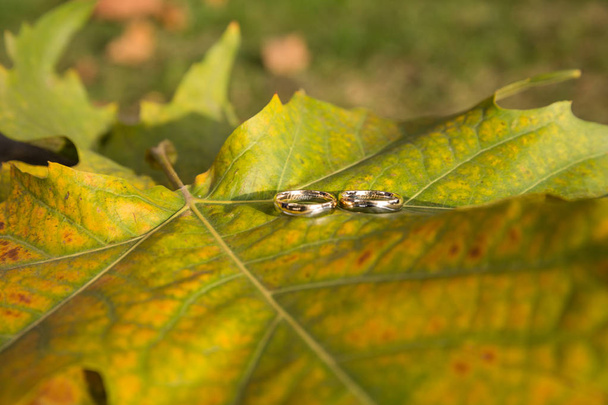 Bagues de mariage brillantes sur feuille d'arbre en automne
 - Photo, image