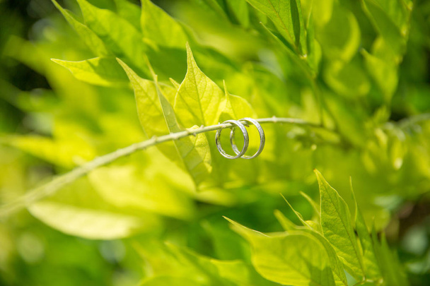 Anelli da sposa su ramo verde al matrimonio rustico
 - Foto, immagini
