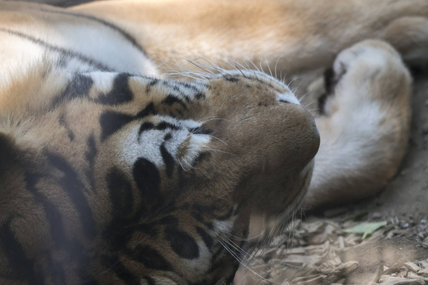 tigre du Bengale dormant dans la jungle
 - Photo, image