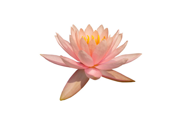 Pembe lotus ayrı tut moduyla resim ve beyaz arka plan, - Fotoğraf, Görsel