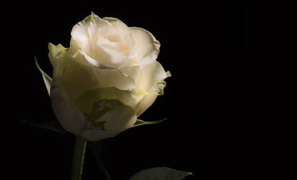 Closeup photo of a white rose on black background - Φωτογραφία, εικόνα
