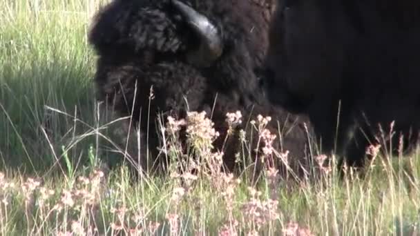 Buffalo al pascolo nel parco nazionale di Yellowstone
 - Filmati, video