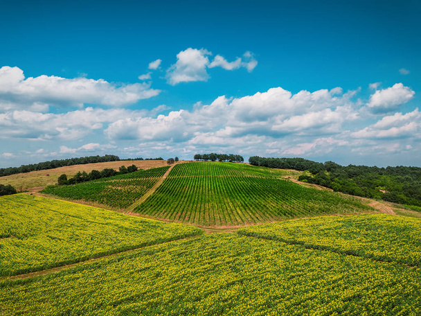 Aerial view over vineyard in Europe. - Φωτογραφία, εικόνα