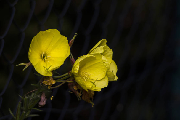 Bright yellow flowers of an evening primrose in front of a chainlink fence with dark background - Photo, Image