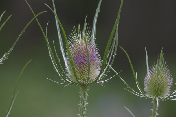 the bizarre flower bud of a cardiac thistle before blooming - Photo, Image