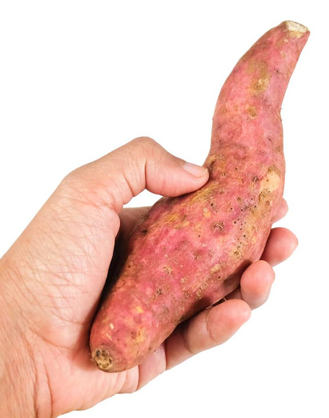 Zelenina a ovoce, ruka Hodling syrové oranžové sladké brambory izolovaných na bílém pozadí. Vysoko v vitamínu A, vitamín C a vitamín B6. - Fotografie, Obrázek