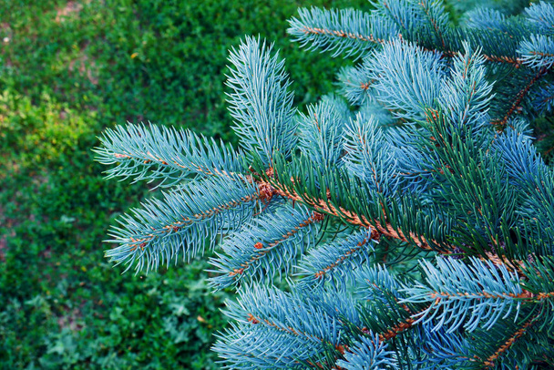 Растение, сосновое дерево, ель, Рождество, лес
 - Фото, изображение