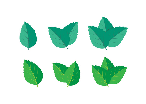 Набор векторных иллюстраций мяты зелёной. Вектор логотипа мяты - Вектор,изображение
