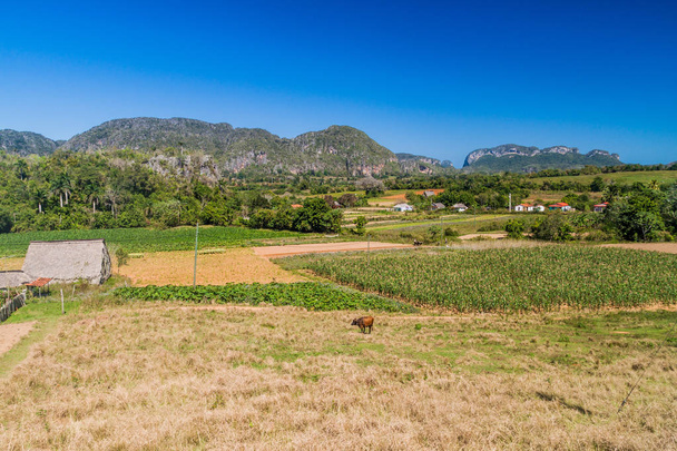 Agricultural landscape of Vinales valley, Cuba - Photo, image