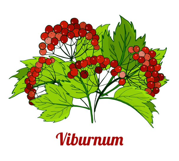 bunch of viburnum branches. medicinal plant. Illustration - Photo, Image
